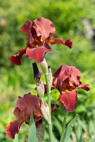 Bartiris, Iris barbata van Alexander Ludwig