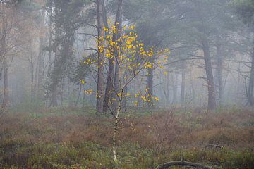 Petit bouleau à feuilles jaunes sur Ate de Vries