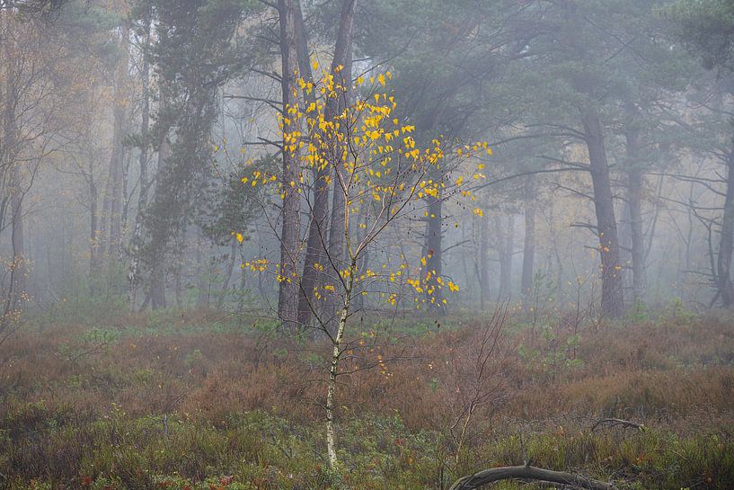 Small birch with yellow leaves by Ate de Vries