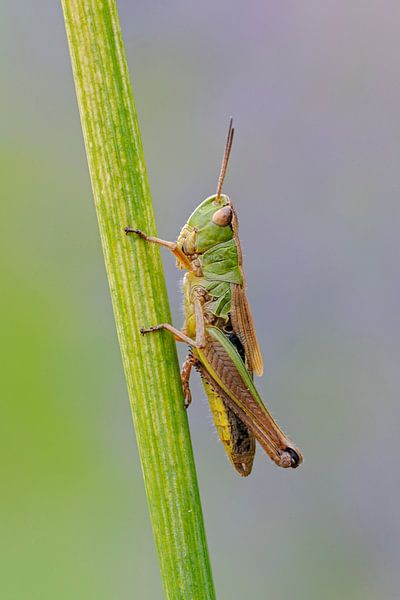 Gemeiner Grashüpfer (Chorthippus parallelus) sitzt an einem grünen Grasstengel von wunderbare Erde