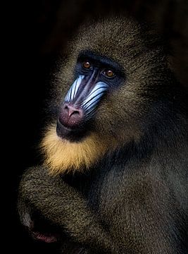 Mandrill Monkey by Reinder Tasma