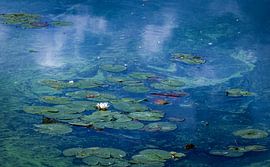 Wasserlilie von Reinder Tasma