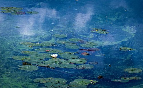 Water lily by Reinder Tasma