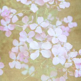 Little flowers / close-up van kleine zacht roze bloemen van Photography art by Sacha