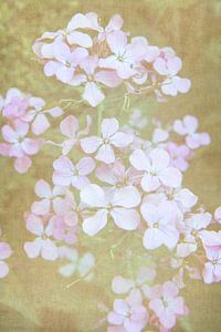 Little flowers / close-up van kleine zacht roze bloemen van Photography art by Sacha