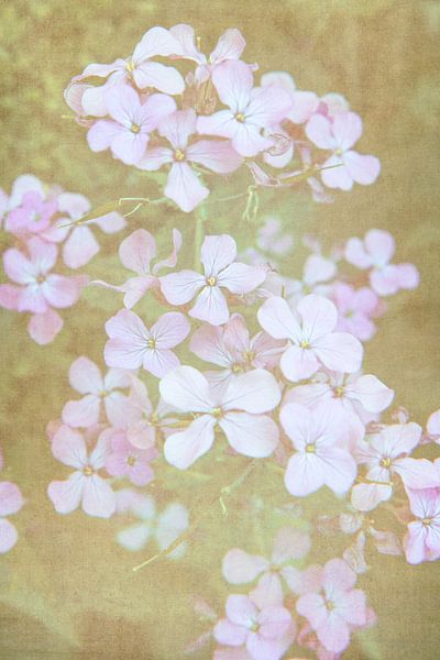 Little flowers / close-up van kleine zacht roze bloemen van Photography art by Sacha