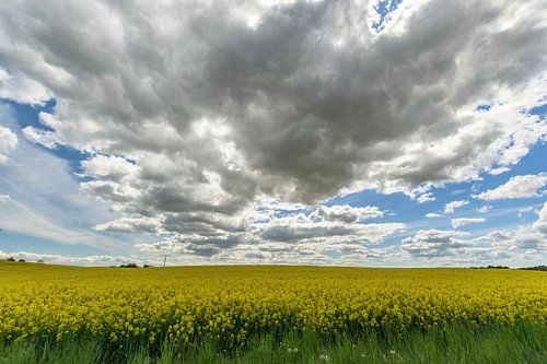 Koolzaadveld bij Sehlen