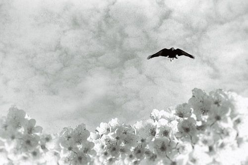 Gloria sur marleen brauers