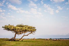 Schapen onder Vliegden in het Dwingelderveld by Anneke Hooijer