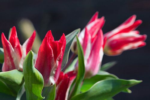 Bosje rood witte bloemen foto