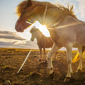 Icelandic horses in sunshine of the midnight sun by Corno van den Berg