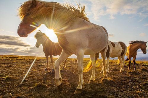IJslandse paarden in het zonlicht van de midzomernacht