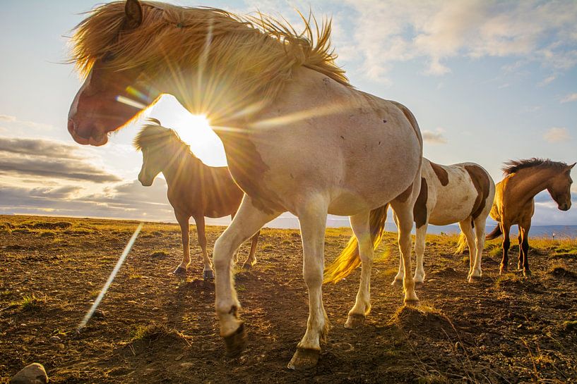 Icelandic horses in sunshine of the midnight sun by Corno van den Berg