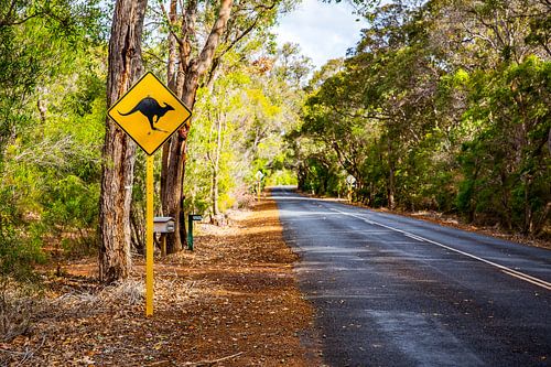 Attention aux kangourous