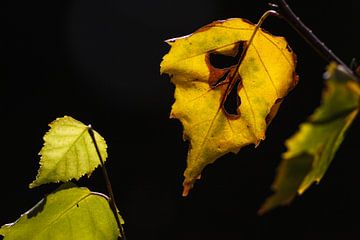 Herbstlaub by Rolf Pötsch