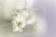 Gypsophila von Nel Bijl Miniaturansicht