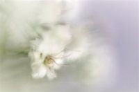 gypsophila
