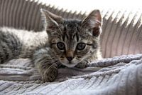 Our dear Coco
