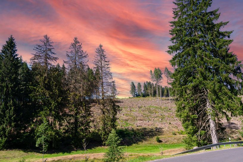 Coucher de soleil dans la forêt de Thuringe, Allemagne de l'Est par Animaflora PicsStock