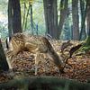 Damhert op zoek naar eten in een herfst bos van Joran Quinten