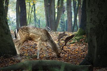 Damhert op zoek naar eten in een herfst bos