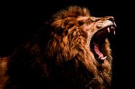 lion male roaring von nathalie Peters Koopmans Miniaturansicht