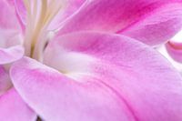 Gladde zachtroze macro abstracte bloemhoofdjes - nummer 2