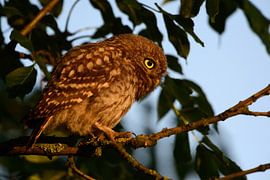 La chouette chevêche ( Athene noctua ), oiseau naissant dans la lumière du petit matin, la faune, l' sur wunderbare Erde