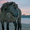 Konikpaarden aan de rivier de Waal, Ooijpolder van Remke Spijkers