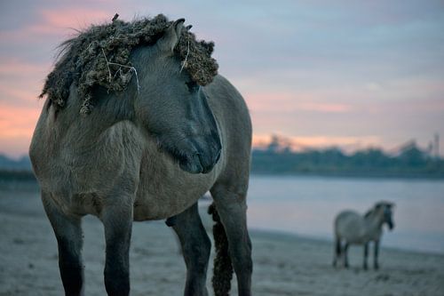 Konikpaarden aan de rivier de Waal, Ooijpolder