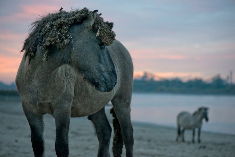 Konikpaarden aan de rivier de Waal, Ooijpolder van Remke Spijkers