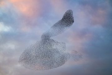 Spreeuwen tijdens zonsondergang aan het eind van de dag van Sjoerd van der Wal Fotografie