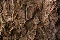 The beauty of the pine tree