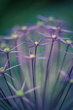 Regard de star sur Ernesto Schats