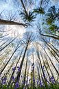 Hallerbos gezien van de grond par Menno Schaefer Aperçu