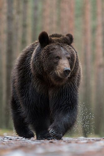 Bär ( Ursus arctos ), Europäischer Braunbär läuft direkt auf den Fotografen zu.