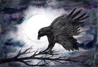 Raven in the moonlight