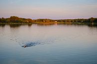 Swimmer at sunset by Johan Vanbockryck thumbnail