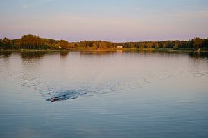 Schwimmer bei Sonnenuntergang von Johan Vanbockryck