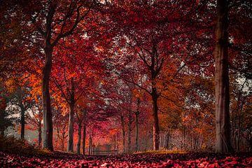 Vandaag is rood .......... ook in de herfst kleurt het bos rood ! van Fotografie Jeronimo