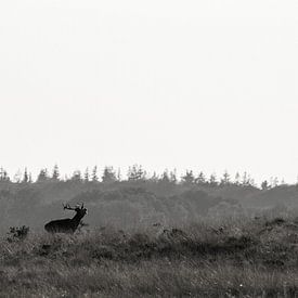 Red deer in the field by Bob Wieggers
