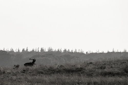 Cerf rouge dans le champ