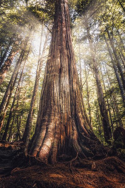 Les géants de la forêt vierge par Loris Photography