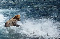 Beren, Bears. Brooks Falls von Yvonne Balvers Miniaturansicht