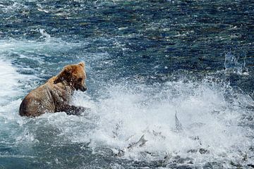 Beren, Bears. Brooks Falls by Yvonne Balvers