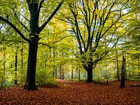 Große Bäume im Wald