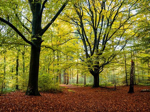 De grands arbres en forêt