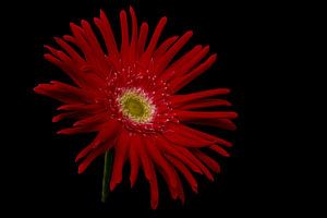 Gerbera, rouge 2 sur Tanja van Beuningen