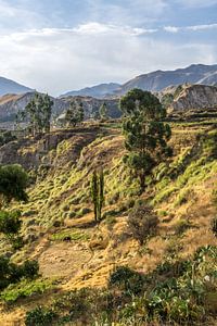 Canyon de Colca