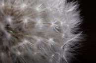 Een stukje van een paardenbloem (dandelion) van Marjolijn van den Berg thumbnail